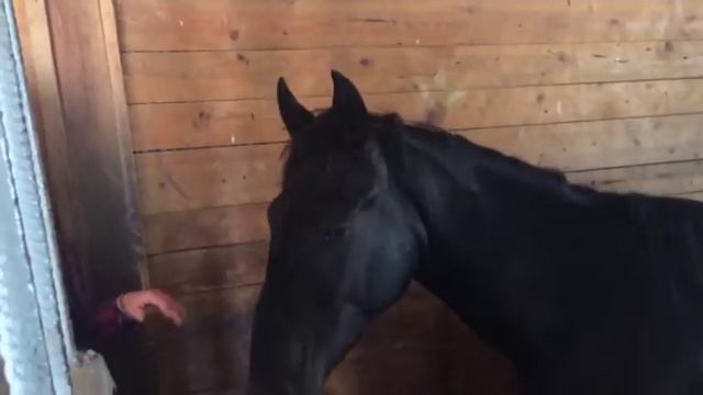 Подаренного старопольчанке президентом коня нашли привязанным в Кисловодске