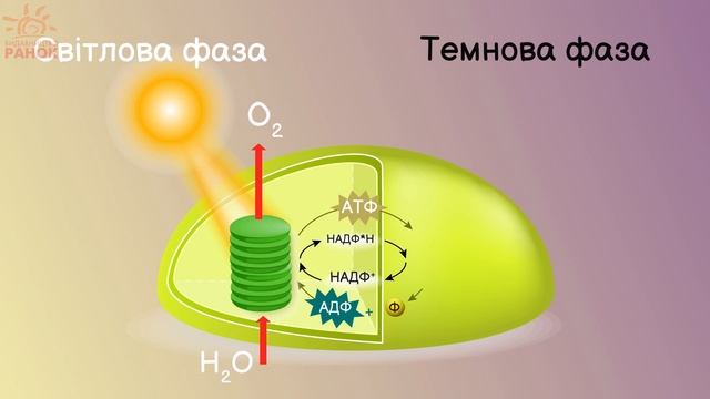 Фотосинтез без спрощення смотреть онлайн