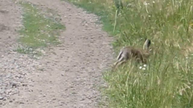 Заяц-неубегаяц :) смотреть онлайн