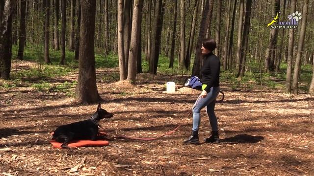 Повороты на предмете для охраны, доберман Тильда смотреть онлайн