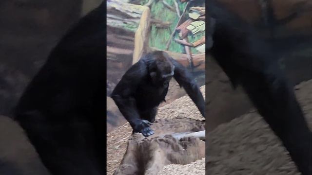 Adorable gorilla kids!🌴👀. смотреть онлайн