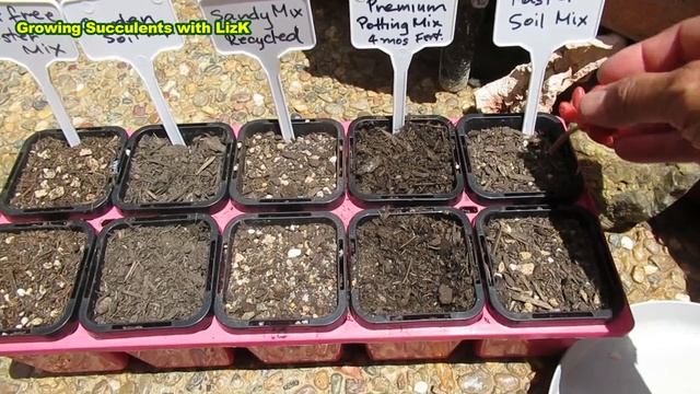 How to Grow and Propagate Pink Jelly Beans | Sedum rubrutinctum 'Aurora' смотреть онлайн
