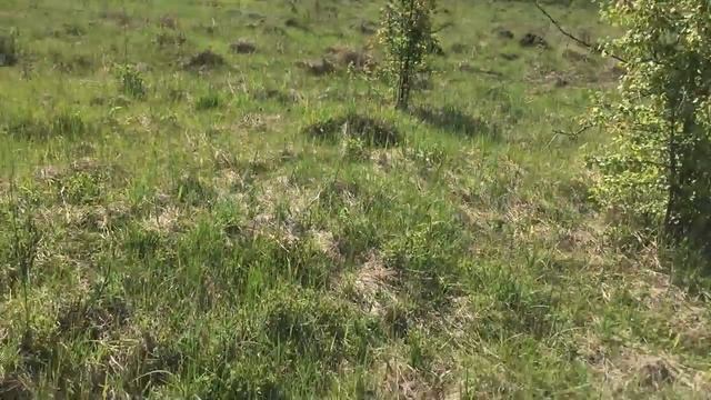 Мега коп золотое кольцо смотреть онлайн