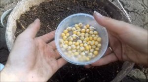 Как вырастить кукурузу в огороде? Все просто!! ДАЧА УДАЧИ