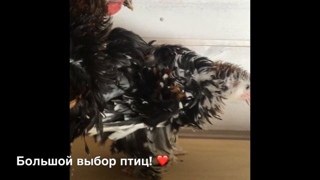 Немецкие карликовые курчавые Кохинхины смотреть онлайн