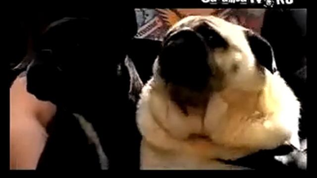 Собака говорит смотреть онлайн