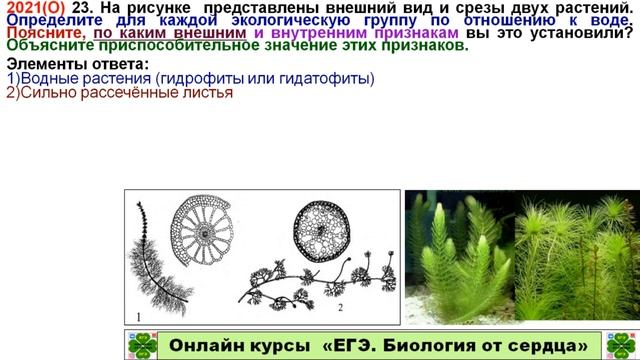 ЗАДАНИЕ ИЗ ЕГЭ 2021. ЛИНИЯ 23. ПРО СРЕЗЫ ВОДНЫХ РАСТЕНИЙ
