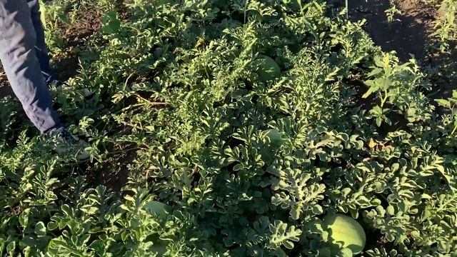 КОЛИБРИ F1 - ПОРЦИОННЫЙ ГИБРИД! смотреть онлайн