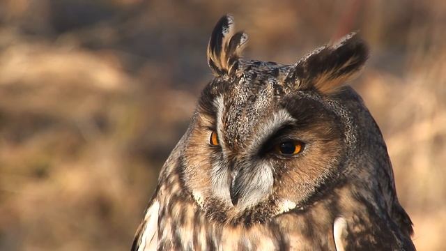 "Вальс Дерсу" смотреть онлайн