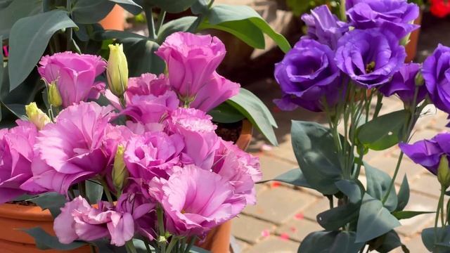 Махровая горшечная эустома Рози F1 смотреть онлайн