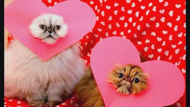 Анекдоты про влюбленных. Юмор, шутки. смотреть онлайн