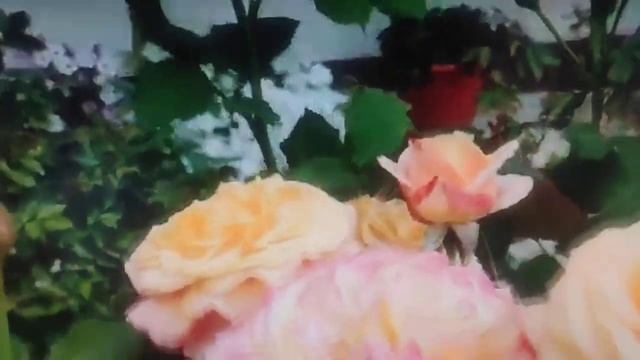 Лучшие розы моего сада?Ла Вилла Котта. смотреть онлайн