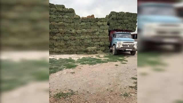 4 покос люцерны GEA в этом году Киргизия Чуйская область. 15.08.2020 смотреть онлайн