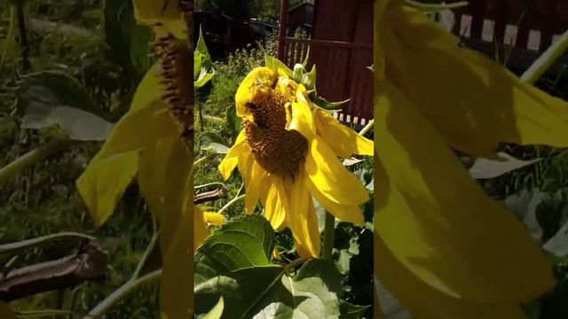 Пчела на подсолнухе. Дача 15.08.2022 смотреть онлайн