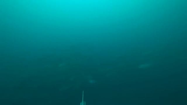Японское море Лакедра рвет амортизатор смотреть онлайн