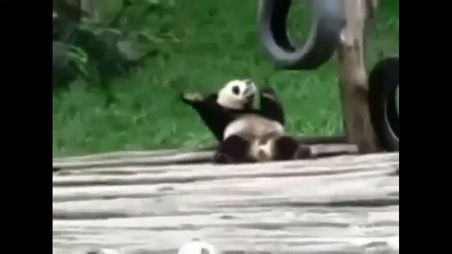 Panda gif смотреть онлайн