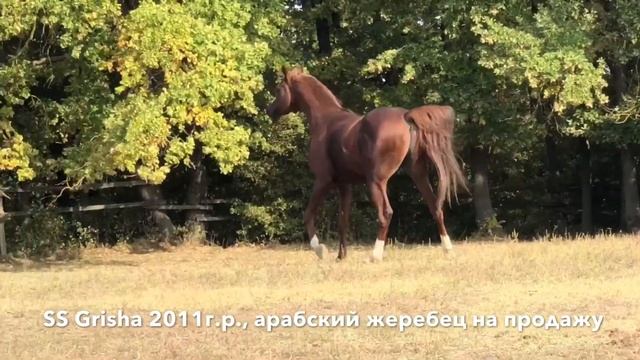 +79883400208 SS Grisha Продажа лошадей, арабская чистокровная #арабская #лошадь #жеребец #Айғыр смотреть онлайн