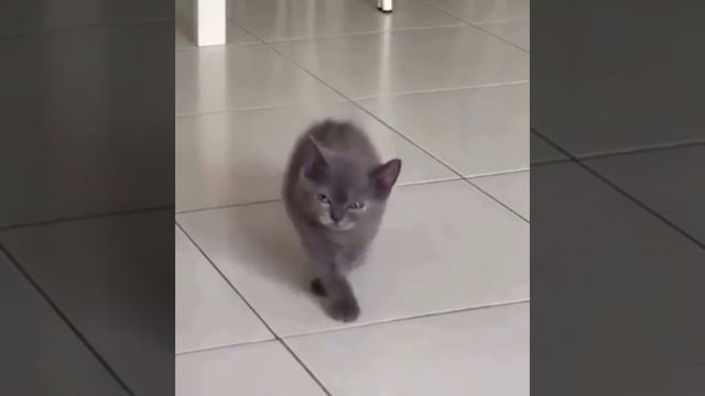 котик, возомнивший себя Каа смотреть онлайн