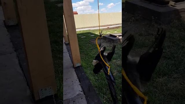 Быстрый и эффективный способ избавиться от сорок и ворон смотреть онлайн