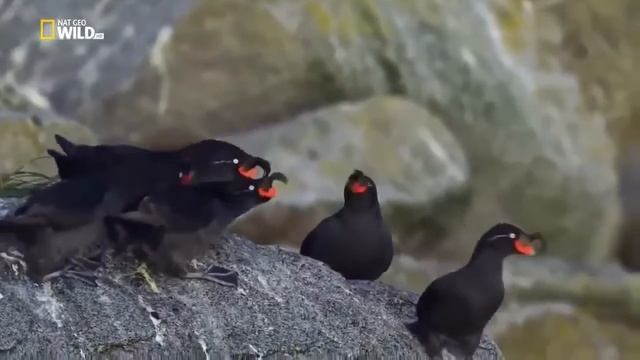 Дикая природа России и ее обитатели. Дальний восток.Охотское море. Камчатка. животные BBC смотреть онлайн