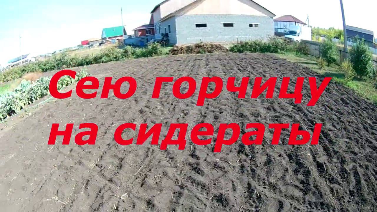 Сею горчицу