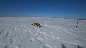 Плотва на безмотылку. Последний лёд. Зимняя рыбалка на Рыбинке.