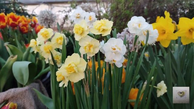 Выставка цветов в Аптекарском огороде. Вдохните весну???? смотреть онлайн