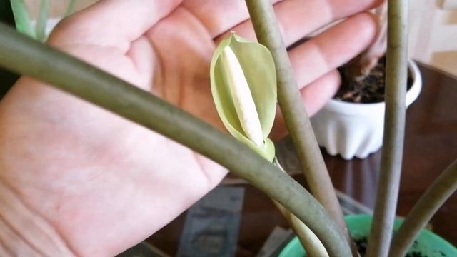 Алоказии часть 1