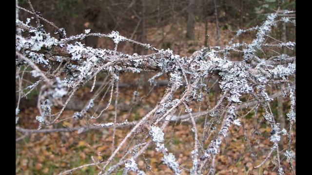 Грибы и ягоды смотреть онлайн