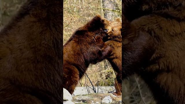 Медведи борются! смотреть онлайн