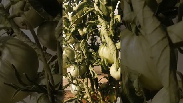 Белое сердце рейнхарда #сорттомат #shorts смотреть онлайн