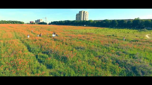 Украина природа маковое поле Ukraine nature poppy field смотреть онлайн