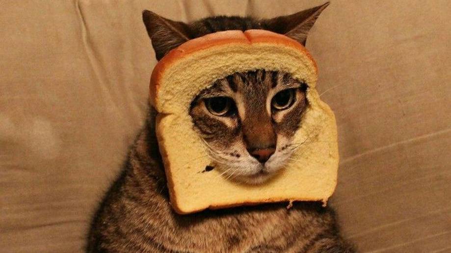 ВИДЕО ПРИКОЛЫ!!! СМЕШНЫЕ ЖИВОТНЫЕ!!! ИЗ ИНЕТА. ЧАСТЬ 2 смотреть онлайн