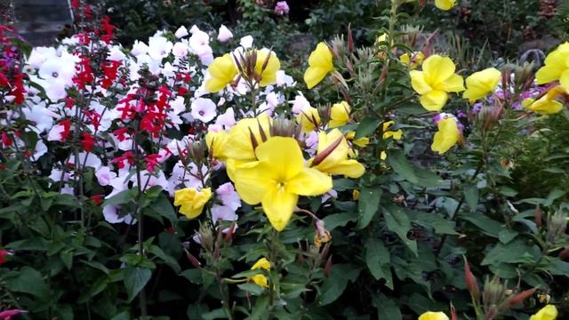 Энотера, она же Ослинник, она же Лунник - ароматный двулетник для вечернего сада. смотреть онлайн