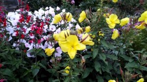 Энотера, она же Ослинник, она же Лунник - ароматный двулетник для вечернего сада.