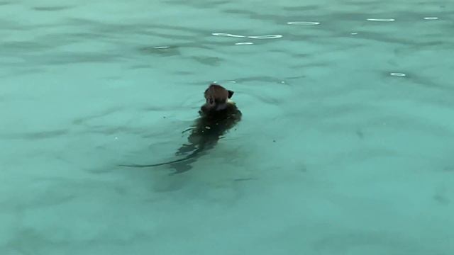 Monkey beach koh phi phi смотреть онлайн