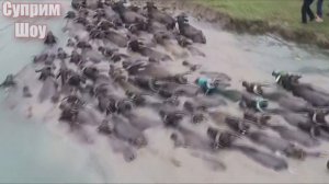 5 Самых Невероятно Больших Быков в Мире