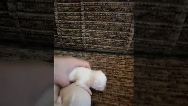 Питомник чихуахуа "Из дома ярких звёзд""Тисыны девочки смотреть онлайн