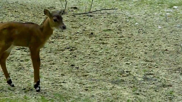 Nilgau-Antilope - Elefant Ludwig - Weisse Tauben - Leopard - Bergzebra смотреть онлайн