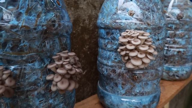 Easy - Simple - Tips For Growing Mushrooms In Plastic Bottles At Home