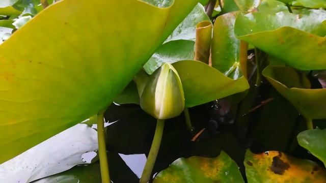 Сухумский ботанический сад. 2 смотреть онлайн