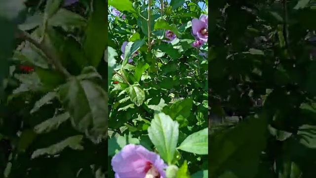 Hibiscus syriacus ”Hamabo”| Hibiscus | #short смотреть онлайн