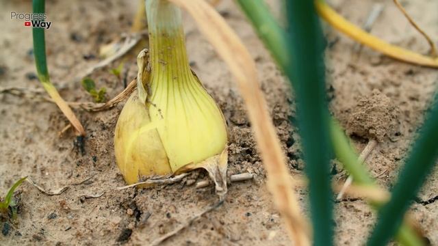 ОБЯЗАТЕЛЬНО ЗАЛЕЙТЕ ЭТИМ ЛУК ПЕРЕД ПОСАДКОЙ ДЛЯ БОЛЬШОГО УРОЖАЯ! ОБРАБОТКА СЕВКА И ПОСАДКА В ГРУНТ! смотреть онлайн