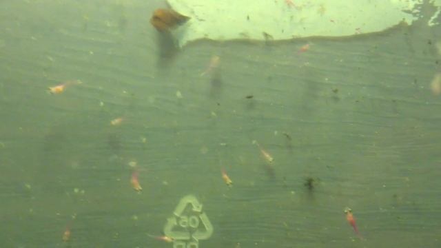 Почему погибал малек тернеции? смотреть онлайн