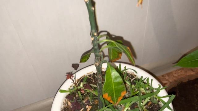 Манго. Спустя почти 2 года. Уход в домашних условиях. смотреть онлайн