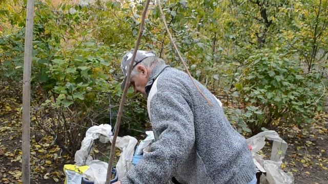 ХУРМА: посадка хурмы осенью и весной. Выбираем саженец правильно смотреть онлайн