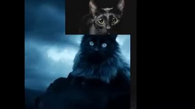 Всегда такие красивые чёрные коты смотреть онлайн