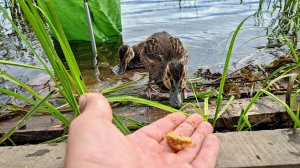 Крупный лещ на флэт фидер. Приручил уток. Карпинск