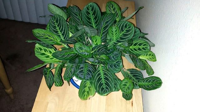 Dancing Maranta Leuconeura смотреть онлайн