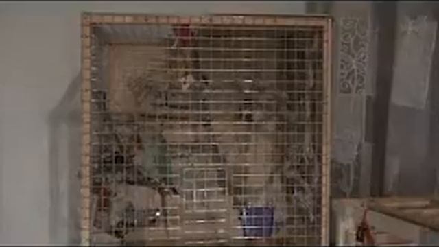 зеленый попугай кузя 19 смотреть онлайн